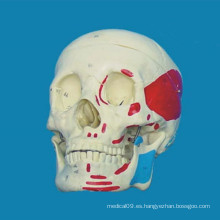 De alta calidad anatómica cráneo humano cráneo esqueleto modelo (r020609)